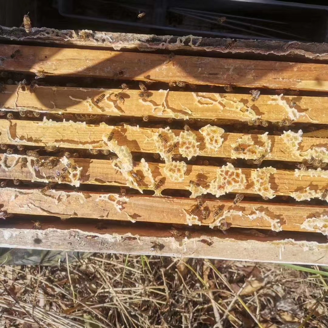 农家土蜂蜜，现割现发，大量到货，火热产品